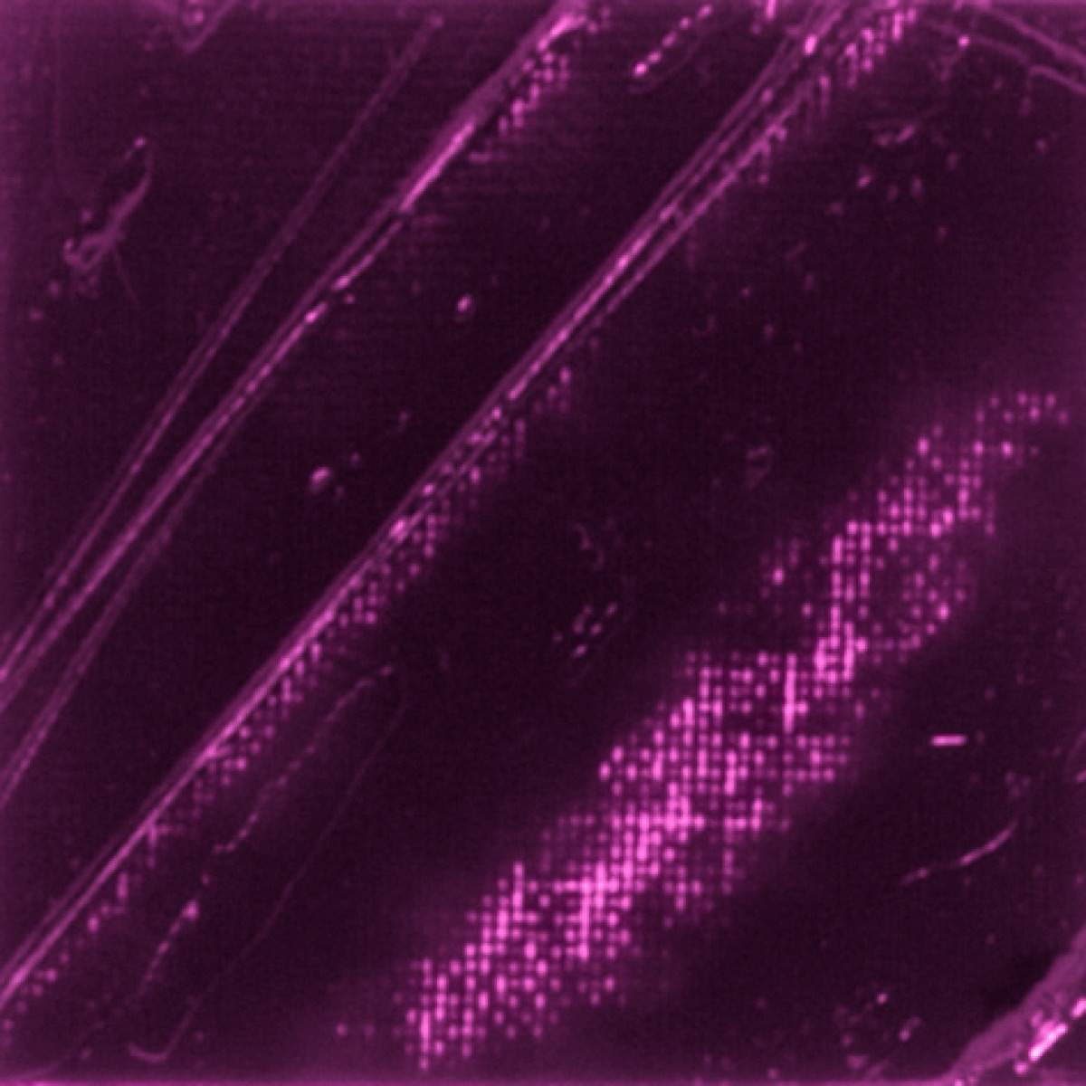 STUDIO XL FINE OIL - CRAMOISI(43)